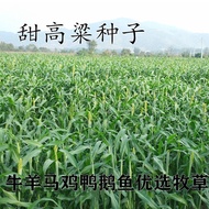 Four Seasons Forage Seeds Perennial Rye Grass Seeds Chicory Medicago Sativa Chicken Duck Goose Pig C