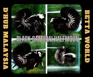 DHub Halfmoon Black Samurai betta / Ikan Laga HM Halfmoon Black Samurai betta