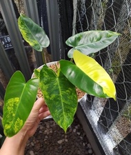 Philodendron Burle Marx Variegata | Mickey Mouse