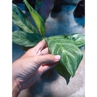 ✶☬ﺴSuper Sale!!! Different Aglaonema Varieties Indoor Plants All Stable And Live