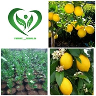bibit tanaman jeruk lemon california