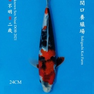 Ikan Koi Import - Showa