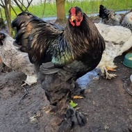 AYAM BRAHMA JANTAN DEWASA SIAPAN