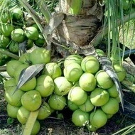 ready bibit kelapa kopyor kultur jaringan murah