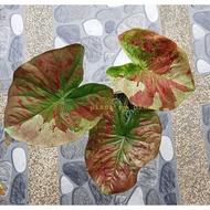 Keladi Thai Rare,CALADIUM NGAM WONG WAN