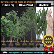 Pokok Viral Artificial Plant Skybird Fiddle Fig Olive Sky Bird Tree Raya Premium Quality Decoration 