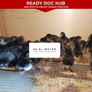 DOC Ayam KUB ( Kampung Unggul Balitbangtan) - PS