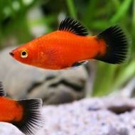 Red Wagtail Platy / Platy Fish / Ikan Platy / Live fish / Aquascape / Aquarium / Ornamental fish / i