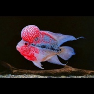 ((premium)) Ikan Louhan SRD Super Jenong - ikan hias paling cakep ikan lohan jambul besar kualitas s