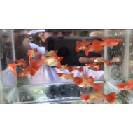 Guppy Gen King Koi Red Ear( Genetik King Koi Red Ear Remaja)