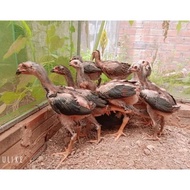 Joss Ayam Ganoi Ori Telur Fertil '