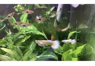 Guppy Golden 3 Pairs Ikan Guppy Live Fish Aquarium Ikan Hidup Akuarium