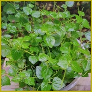 ✽ ⇦ ♈ Pansit-Pansitan (Uprooted) Per Piece