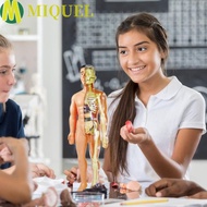 MIQUEL Human Body Model, Anatomy Model Mannequin Human Anatomy Model, Human Body Model Simulation 3D