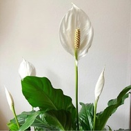 tanaman hias indoor spathiphyllum ukuran besar - peace lily giant