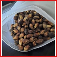 ◙ ✆ ∈ GMELINA SEEDS ( arborea) 25 SEEDS ( BUY 2 GET 1 FREE)