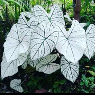 tanaman hias keladi putih / tanaman hias keladi tisue