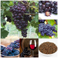 พร้อมสต็อกในประเทศไทย 50pcs/bag Grape Seeds สามารถปลูกได้ทั่วประเทศไทย ต้นไม้ ต้นไม้ประดับ เมล็ดพันธ