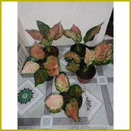 ➤ ☋ ∝ Pink Valentine Aglaonema