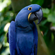 telur fertil macaw blue rare 2butir siap tetas