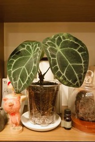 Anthurium forgetii x crystallinum 盾葉x水晶花燭 花燭
