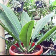 tanaman hias philodendron lynette anturium linet