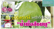 ต้นฝรั่ง พันธุ์ เผินหงส์มี่ Guava Tree เป็นสายพันธุ์แท้จากไต้หวัน ผลโตเนื้อด้านในออกแดงชมพูรสหวานกรอ