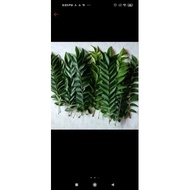 Organic curry leaves / bay koja