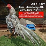 Promo !! Ayam bangkok ekor lidi hias telur paket 4 butir