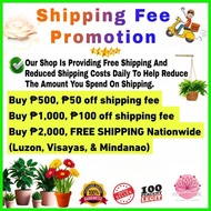 ✿ ▥ Money Plant Chinese Evergreen Seedling Live Plant Aglaonema Stripes Real Plant