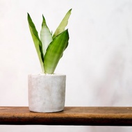 【室內盆栽】銀后虎尾蘭盆栽 虎尾蘭  觀葉植物 綠化 盆栽 送禮