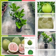 POKOK BUAH-LIMAU BALI POMELO (2007) HEIGHT 60CM