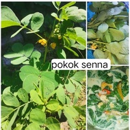 pokok senna kecil/kopi tea senna(gelenggang kecil)+freegif🎁✅