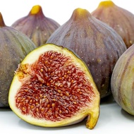 1 ต้น มะเดื่อฝรั่ง ต้นพร้อมให้ลูก ลำต้นสูง 30 ซม Figs Tree สายพันธุ์ Celeste