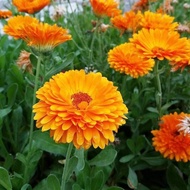 Ready Stock Fast Shipping Wholesale Flower Seeds Calendula Seeds Chrysanthemum Seeds Flower Seeds Fl