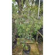 Plinia cauliflora - Grape Tree/ Jaboticaba/Brazilian Grape Tree/Fruit Tree/Outdoor Plants