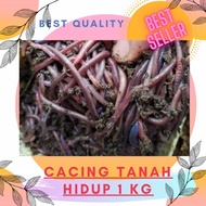 Berkualitas cacing tanah hidup 1 Kg