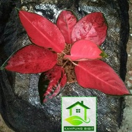 Bibit Tanaman Aglaonema Suksom Jaipong Clir