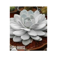 biji bibit benih sukulen Import Grey