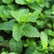 Edible Mint Seeds 100 pcs / Edible Mint Seeds
