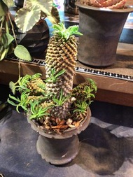 鐵甲麒麟 Euphorbia Bupleurifolia