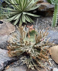 神獸首賣P. willinckii ’nano‘ sporeling