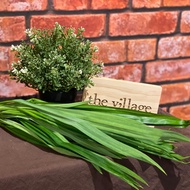 Pandan Leaves [ VG 51 ]
