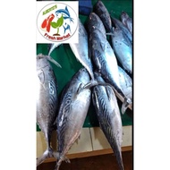 FRESH SEAFOODS FISH TULINGAN 1kg