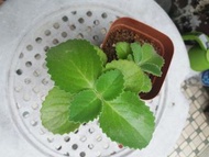 大葉到手香 碰碰香 小盆栽 多肉 左手香