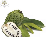 anak pokok durian belanda/ durian selat/ durian belanda