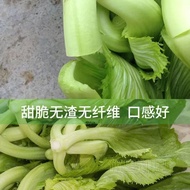 Big Meat Beet Vegetable Seeds High Calcium Vegetable Seeds Core Mustard Seeds Cantonese Special Vege