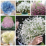 20 Pcs/bag Mini Flower Petal Gypsophila Seed Romantic Flores Sky Starry Seed Bonsai Potted