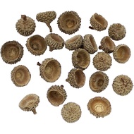 Queenbox 20Pcs Natural Dried Acorn Cap Craft DIY, Home Christmas Thanksgiving Decorative Fall Winter