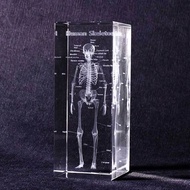 mr. sci賽先生科學工廠透視人體骨骼水晶紙鎮